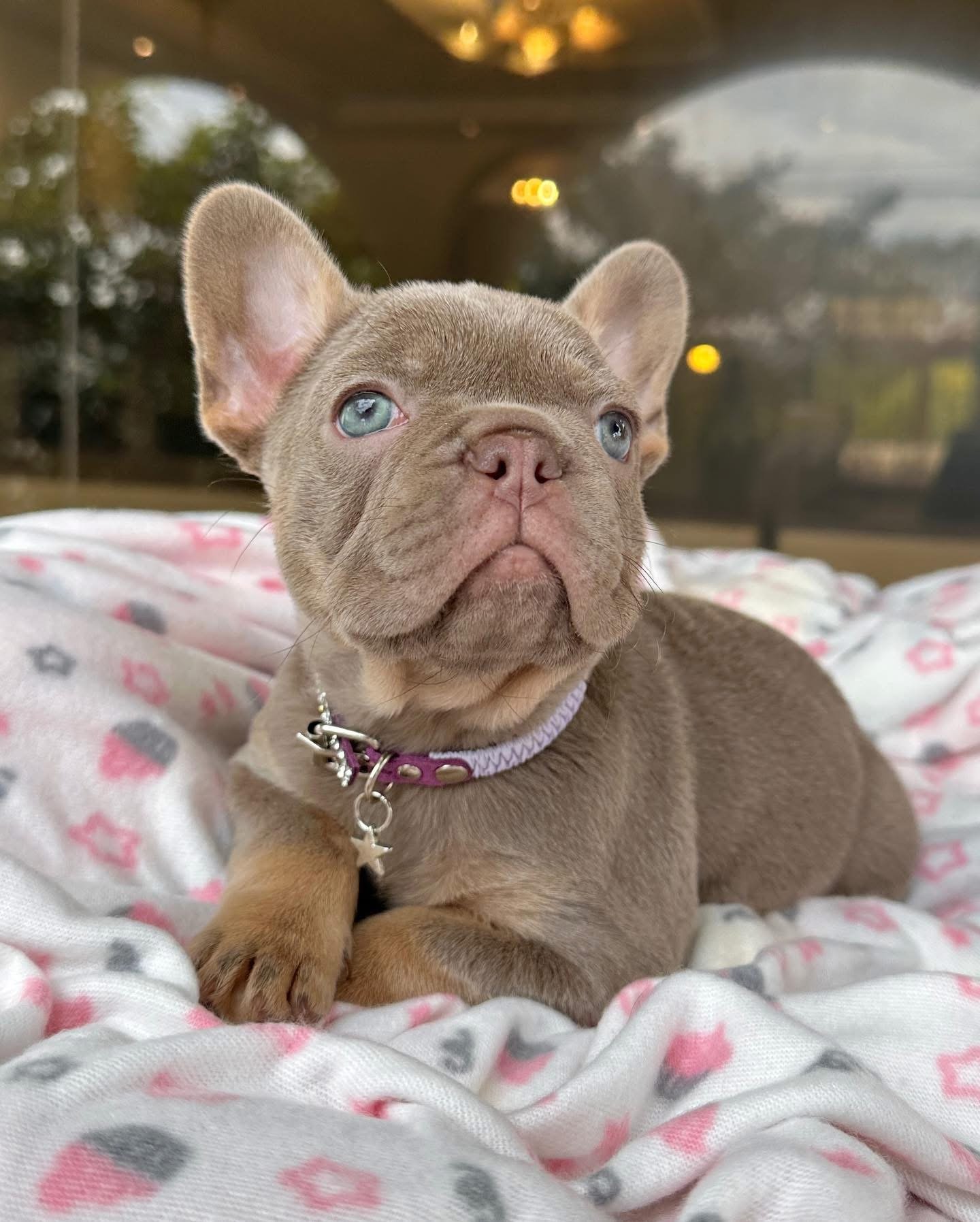 Slate - Blue French Bulldog Puppy