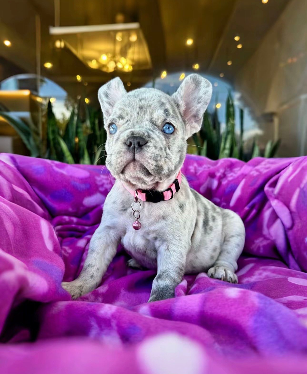 Asher - Cream French Bulldog Puppy