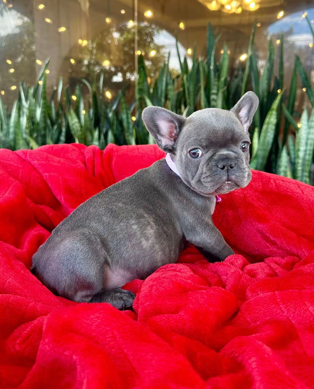 Rosie - Lilac Fawn French Bulldog Puppy
