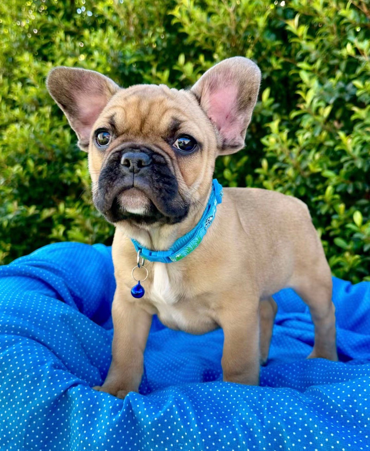 Pearl - Blue French Bulldog Puppy