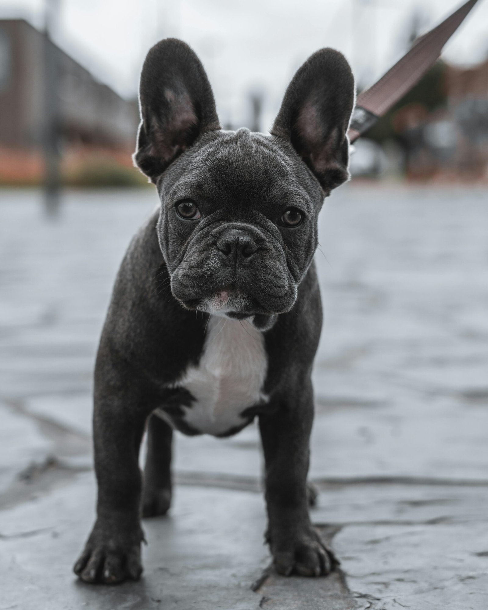 French Bulldog puppy from Trained Bullies