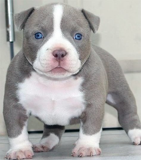 American Bulldog puppy from Trained Bullies