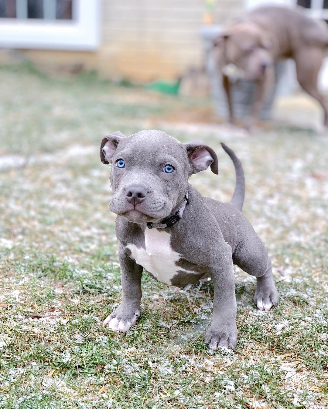 BRUTUS - American Bully Puppy