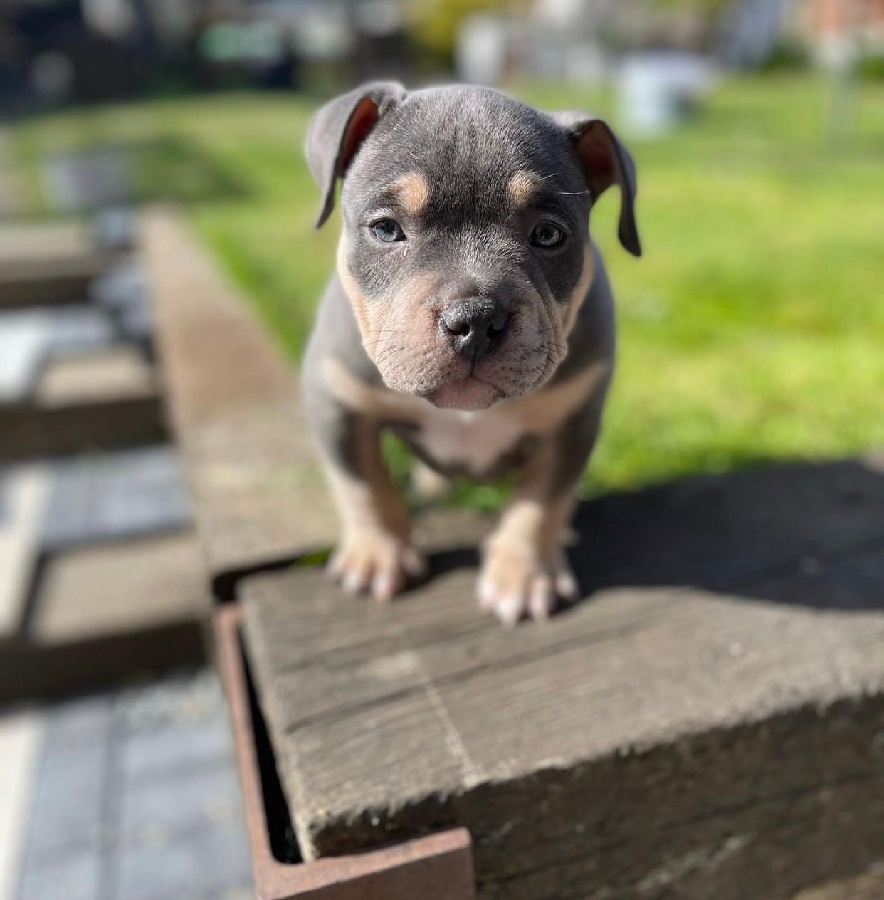 ACE - American Bully Puppy