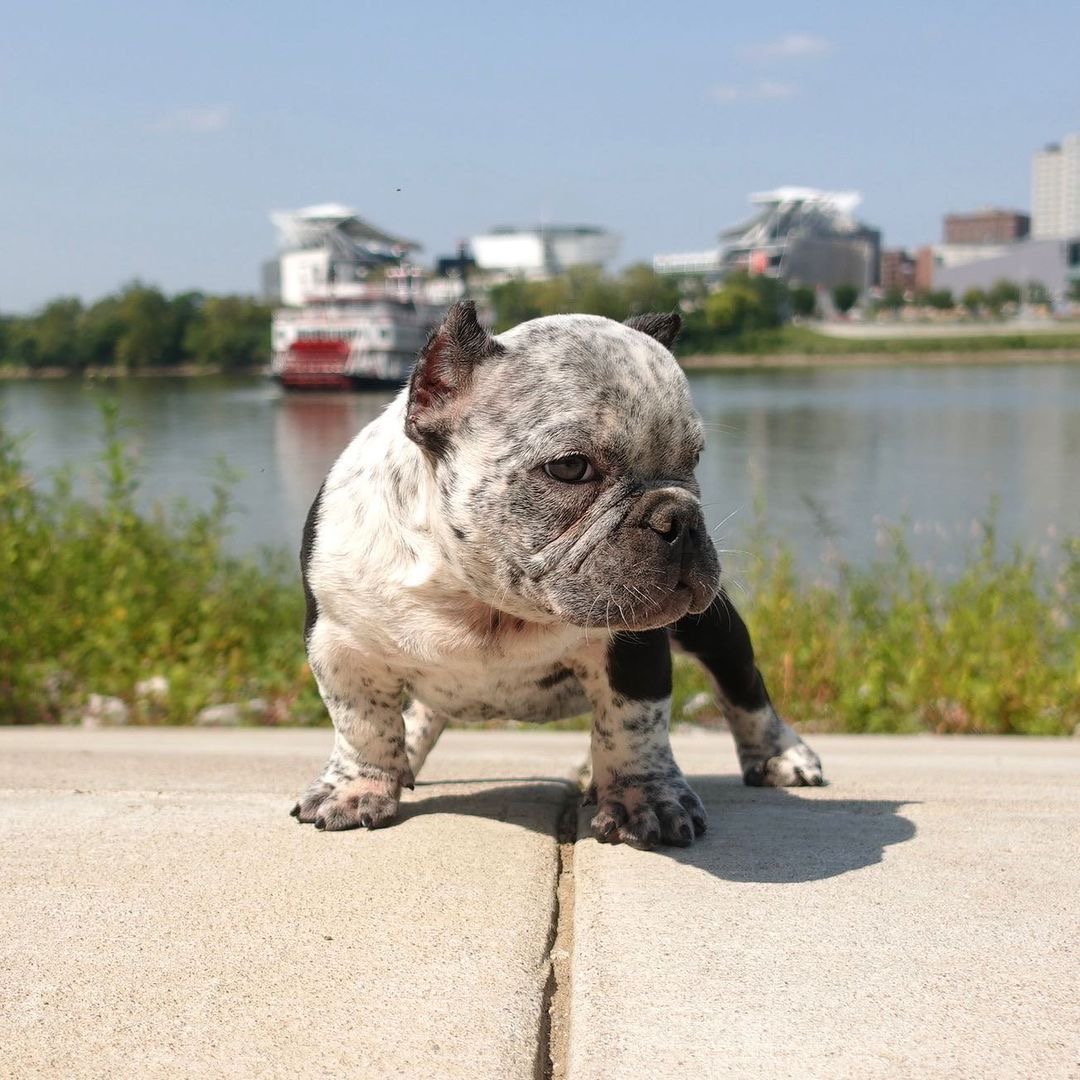 BAMBI - American Bully Puppy