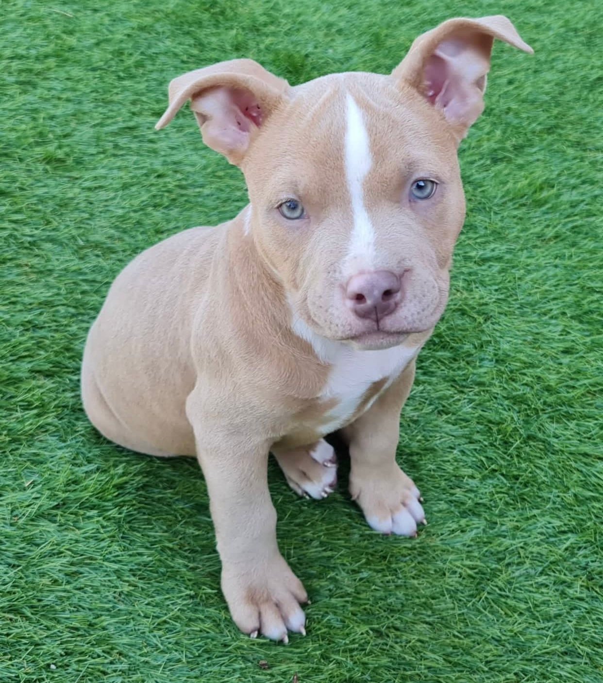 DUKE - American Bully Puppy