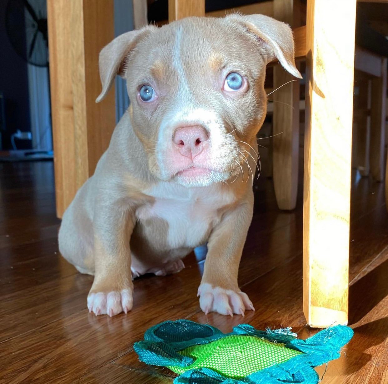 HOPE - American Bully Puppy