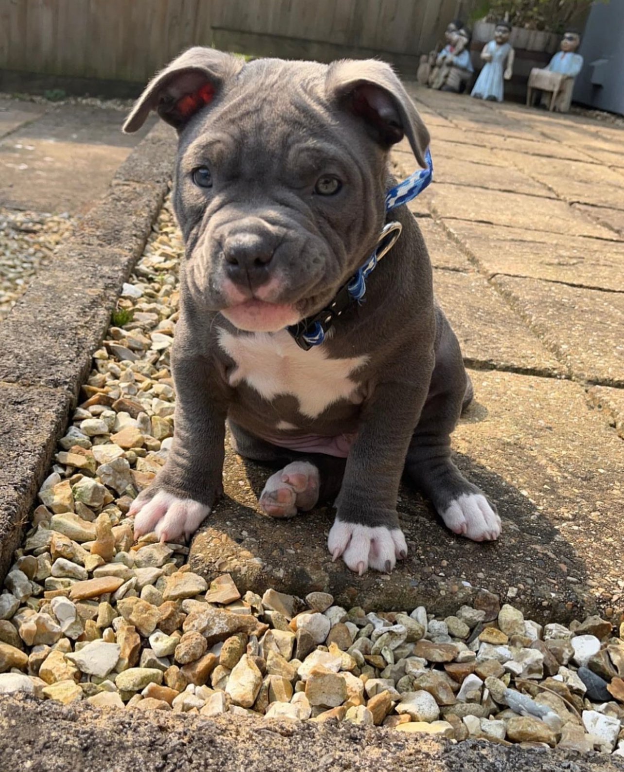 HUGO - American Bully Puppy