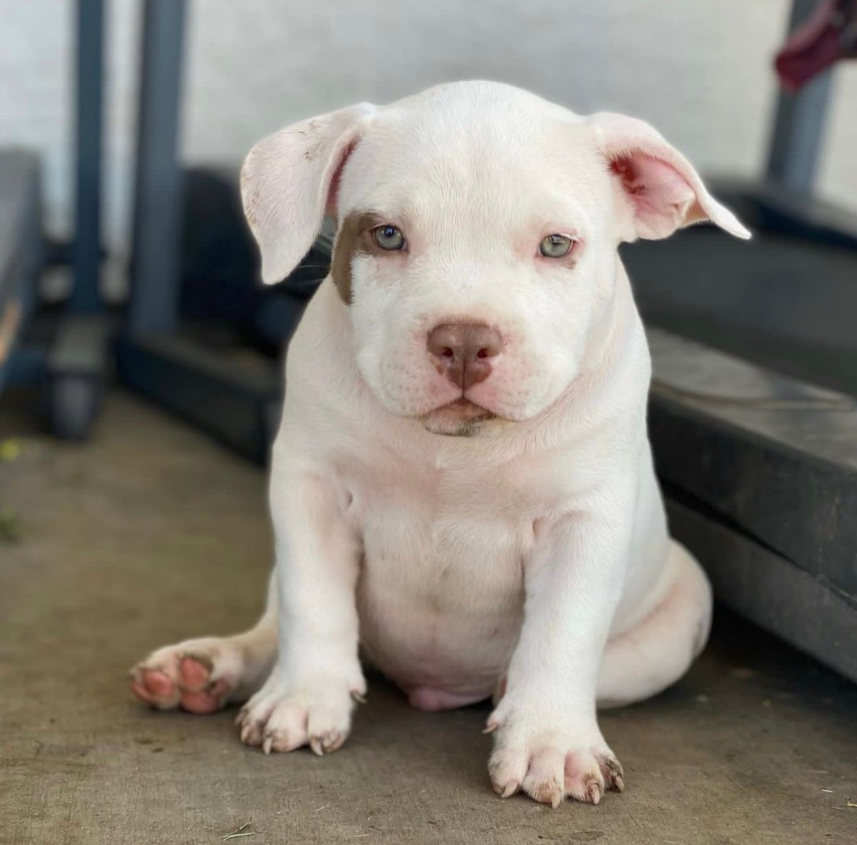 JAX - American Bully Puppy